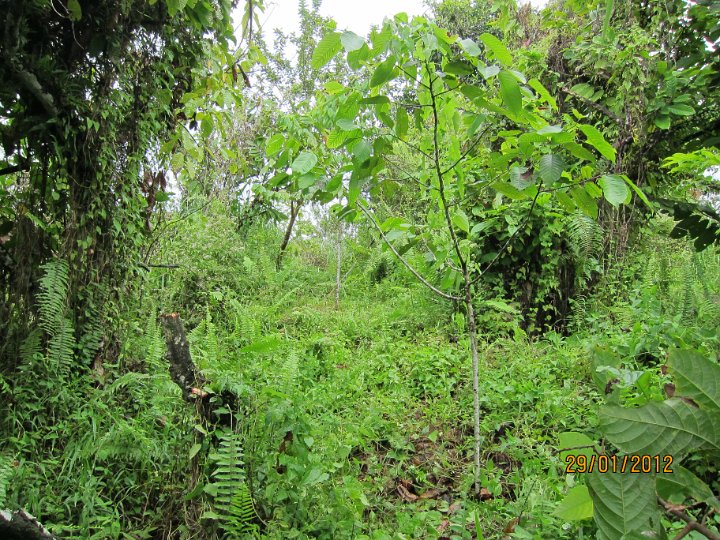 Planting line (3).JPG